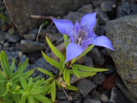 Gentiana paradoxa